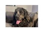 Adopt Tyson a Newfoundland Dog