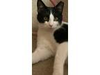 Adopt Sammy a Domestic Short Hair, American Shorthair