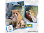 Adopt Hank a American Shorthair