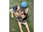 Adopt Sheriff a German Shepherd Dog