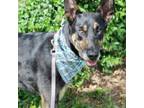 Adopt Cassius "Gus" Shepherd a German Shepherd Dog, Mixed Breed