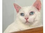 Adopt Snow a Domestic Short Hair