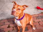 Adopt Lenny a American Staffordshire Terrier