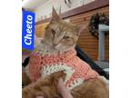 Adopt Cheeto a Domestic Short Hair