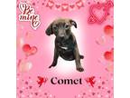 Adopt Comit a Plott Hound