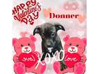 Adopt Donner a Staffordshire Bull Terrier