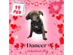 Adopt Dancer a Black Mouth Cur