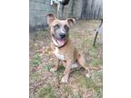 Adopt Poe a American Staffordshire Terrier