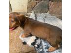 Dachshund Puppy for sale in Ringling, OK, USA