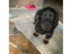 Dachshund Puppy for sale in Ringling, OK, USA