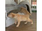 Golden Retriever Puppy for sale in Gatesville, NC, USA