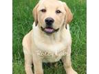 Labrador Retriever Puppy for sale in Allendale, MI, USA