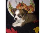 Chihuahua Puppy for sale in Lawrenceville, GA, USA