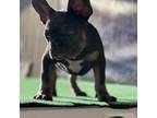 French Bulldog Puppy for sale in Avondale, AZ, USA