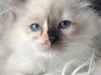 Seal Split Face Tortie Ragdoll