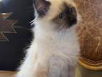 Seal Mitted Male Ragdoll Born On Christmas