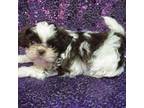 Shih Tzu Puppy for sale in Arlington, WA, USA