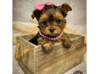 Tcup yorkie female