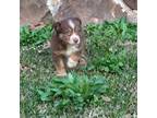 Australian Shepherd Puppy for sale in Texarkana, TX, USA