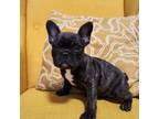 French Bulldog Puppy for sale in Inman, SC, USA