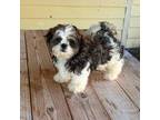 Shih Tzu Puppy for sale in Oviedo, FL, USA