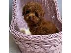 Poodle (Toy) Puppy for sale in Pomona, CA, USA
