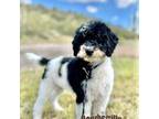 Mutt Puppy for sale in Wickenburg, AZ, USA