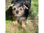 Yorkshire Terrier Puppy for sale in Chevy Chase, DC, USA