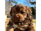 Shorkie Tzu Puppy for sale in New York, NY, USA