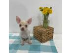 Chihuahua Puppy for sale in Sevierville, TN, USA