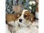 Beaglier Puppy for sale in Dora, MO, USA