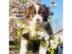 Australian Shepherd Puppy for sale in Southborough, MA, USA