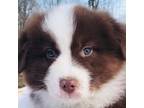 Australian Shepherd Puppy for sale in Southborough, MA, USA