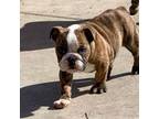 Bulldog Puppy for sale in Oakhurst, CA, USA