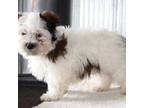 Zuchon Puppy for sale in Lexington, IN, USA