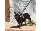 French Bulldog Puppy for sale in Coral Springs, FL, USA