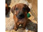 Rhodesian Ridgeback Puppy for sale in Plymouth, CA, USA