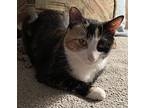 Calico & Tuxedo-courtesy List, Domestic Shorthair For Adoption In Valley City