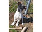 Sage, Rat Terrier For Adoption In Brooksville, Florida