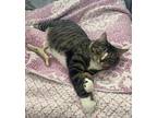 Kiwi, Domestic Shorthair For Adoption In Pekin, Illinois