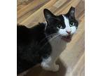 Skittles, Domestic Shorthair For Adoption In Cincinnati, Ohio