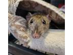 Custard, Rat For Adoption In Penticton, British Columbia