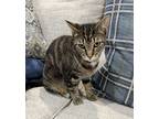 Bluebell, Domestic Shorthair For Adoption In Fort Worth, Texas