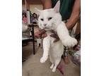 Jack Frost Fiv, Domestic Shorthair For Adoption In Oxford, Mississippi