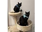 Lily And Toddney, Domestic Shorthair For Adoption In Oxford, Mississippi