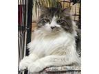 Gunner, Domestic Longhair For Adoption In Southbury, Connecticut
