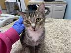 Myrtle, Domestic Shorthair For Adoption In Maumee, Ohio