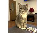 Rosemary, Domestic Shorthair For Adoption In Philadelphia, Pennsylvania