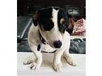 Snoopy, Jack Russell Terrier For Adoption In Bristol, Pennsylvania