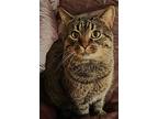 Charles, Domestic Shorthair For Adoption In Laingsburg, Michigan